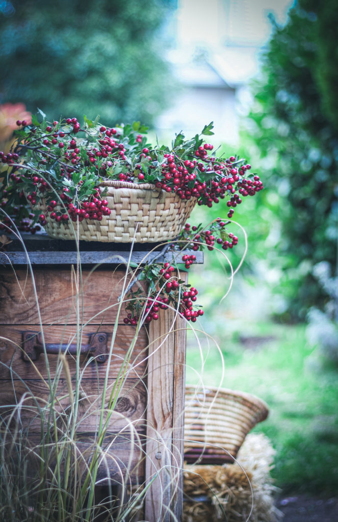 red hawthorn berry harvest in a basket outside on a stand