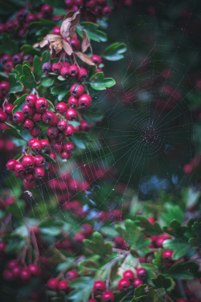 hawthorn berries with spiderweb

