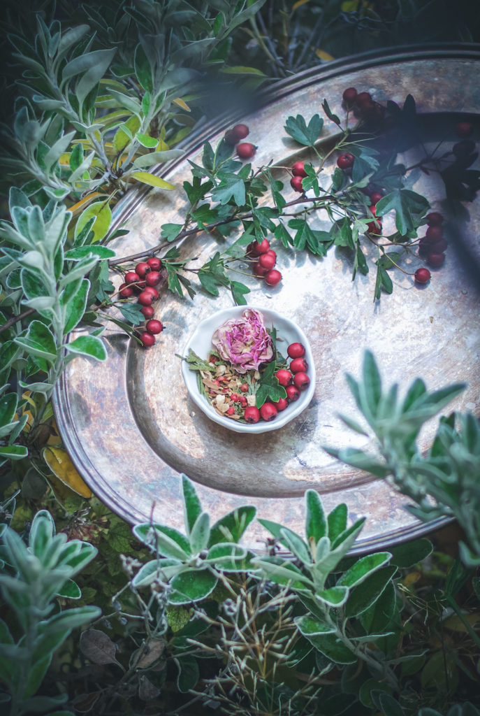 herbal tea blend in dish with rose and red hawthorn berries on a silver platter surrounded by green shrubs