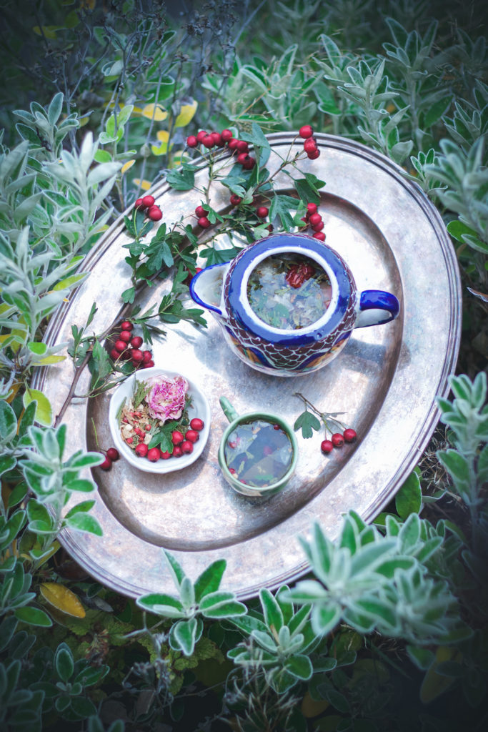 tea pot tea cup and herbal tea blend with rose and red hawthorn berries on a tray surrounded by plants