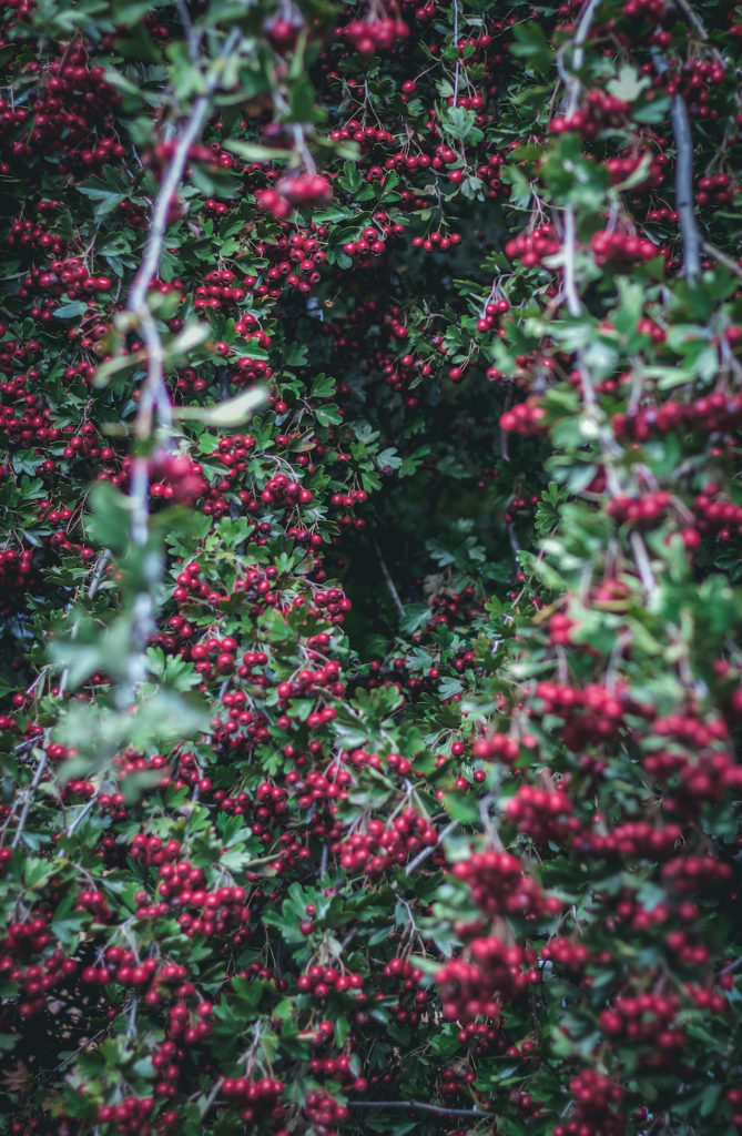 a dark heart shaped hole in a tree full of red hawthorn berries