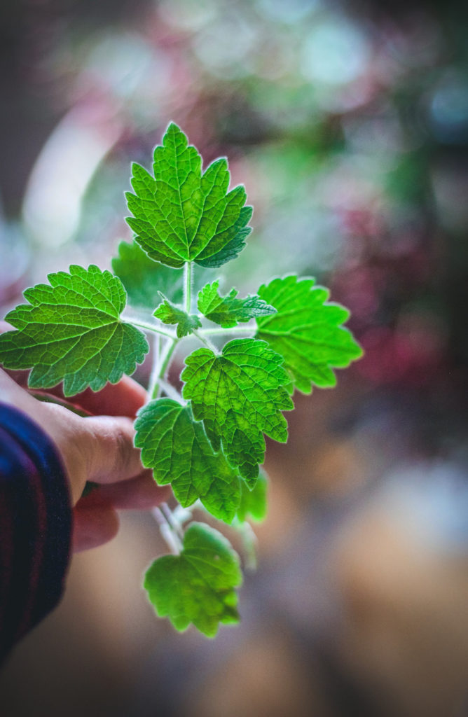 bright green motherwort leaves held in a hand