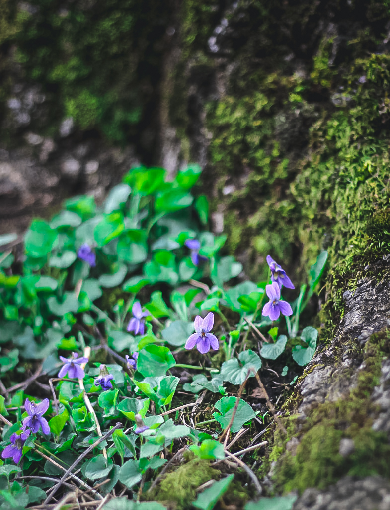 violets growing by tree
