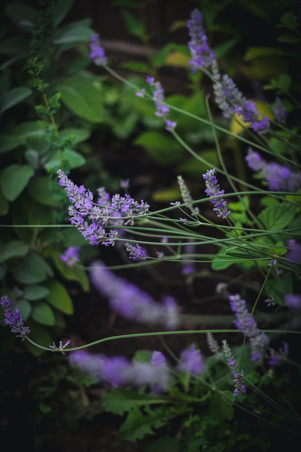 lavender herbal oil
