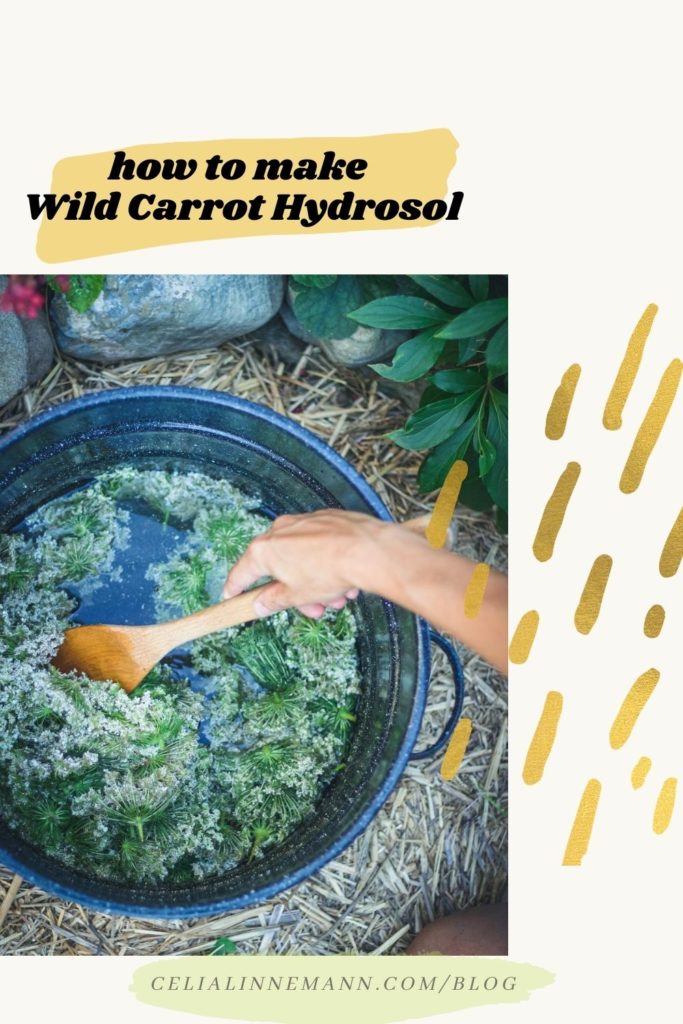 wild carrot hydrosol