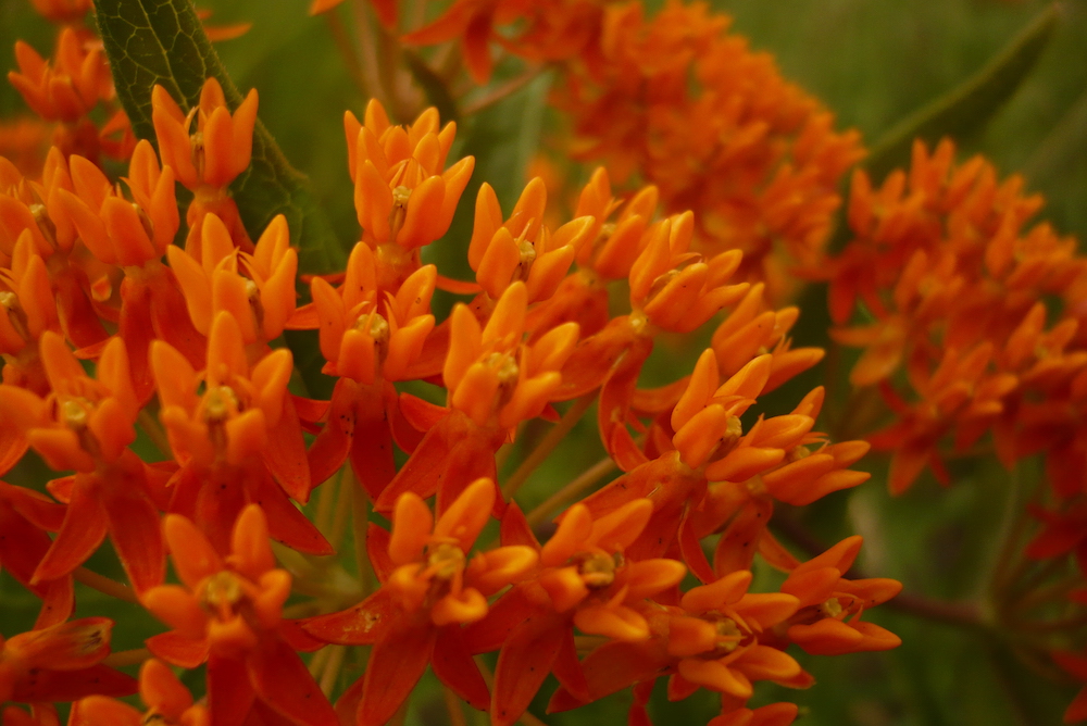 butterfly weed
