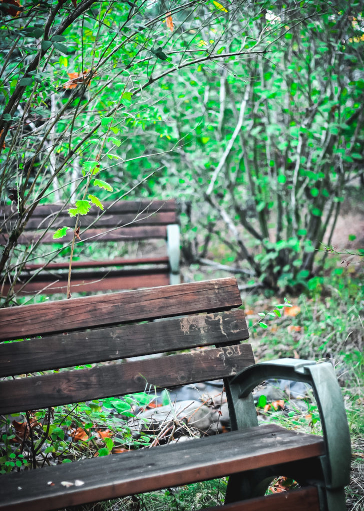 benches in the woods