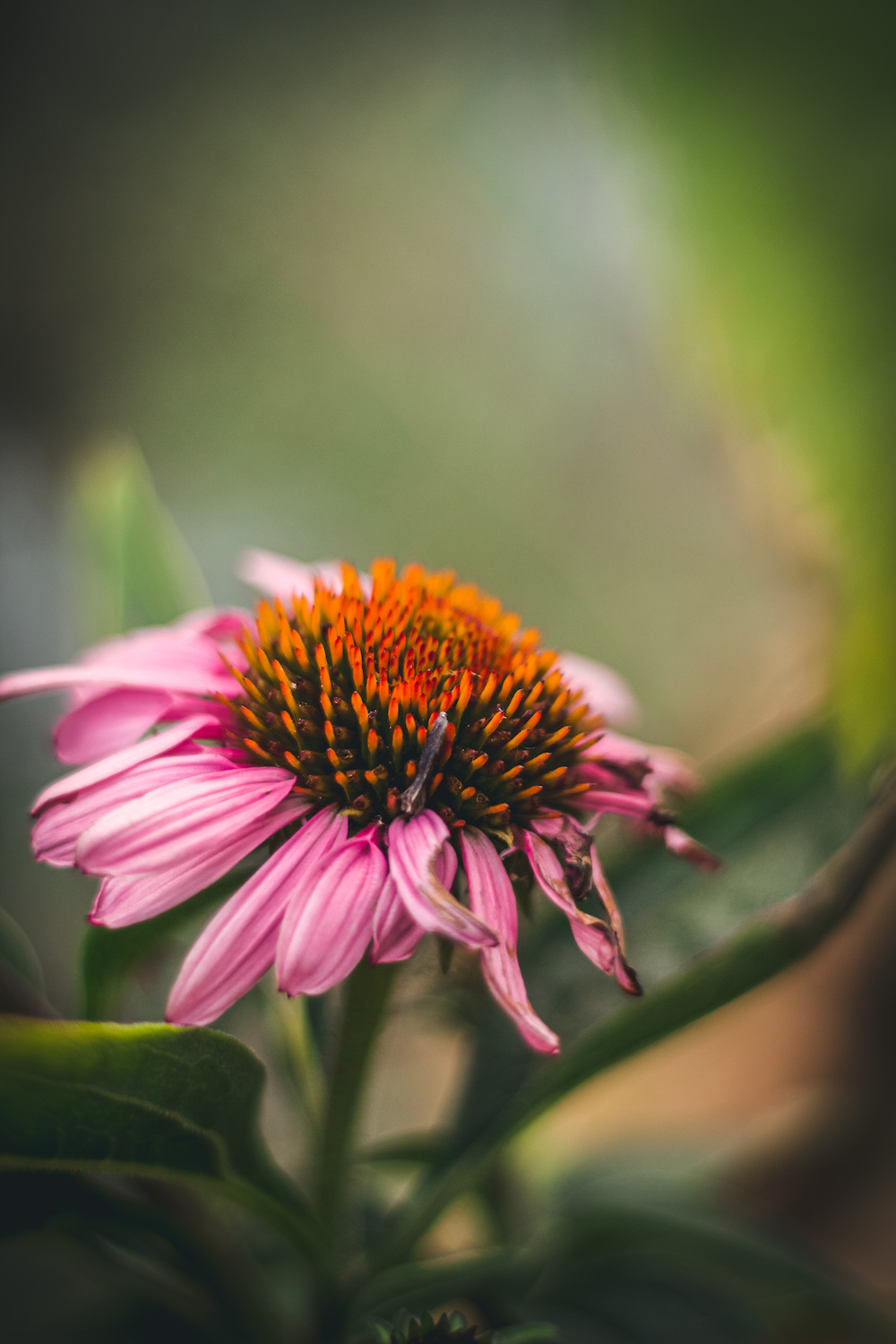 echinacea close up flower