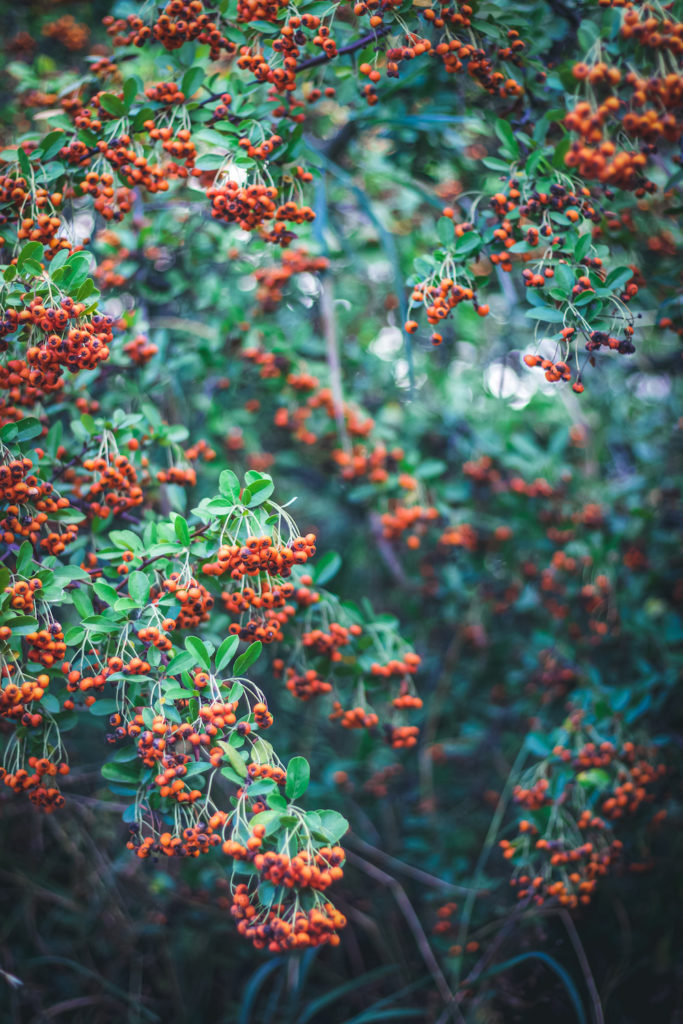 firethorn bush 