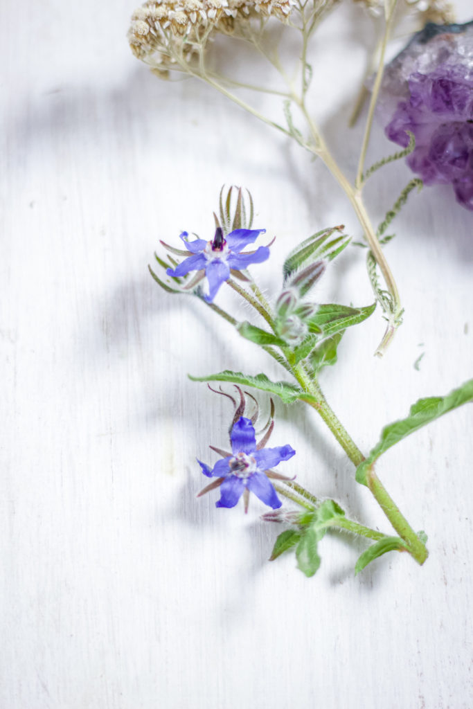 close up of borage flowers