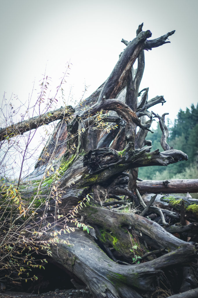 driftwood roots on river bank in late fall