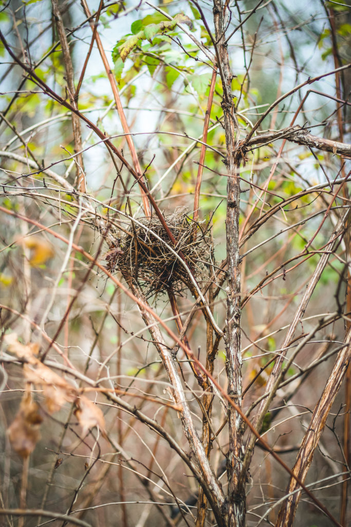 nest in twigs of winter