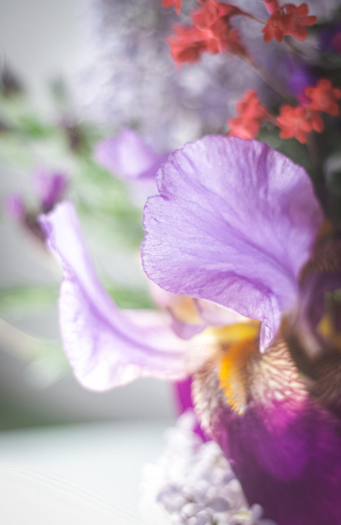 close up purple iris