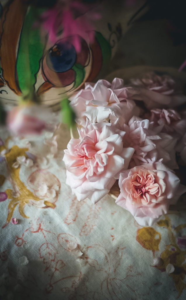 pink cecil brunner rose