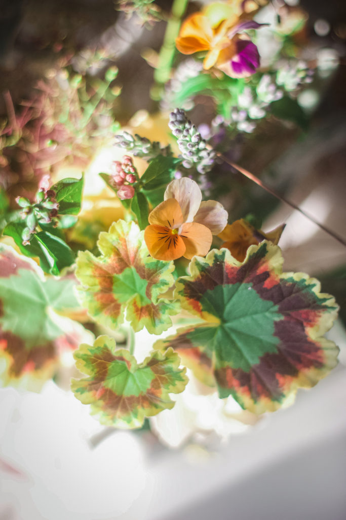 geranium pansy