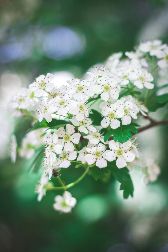 Hawthorn Materia Medica: Hawthorn/Crataegus Berry, Leaf and Flower