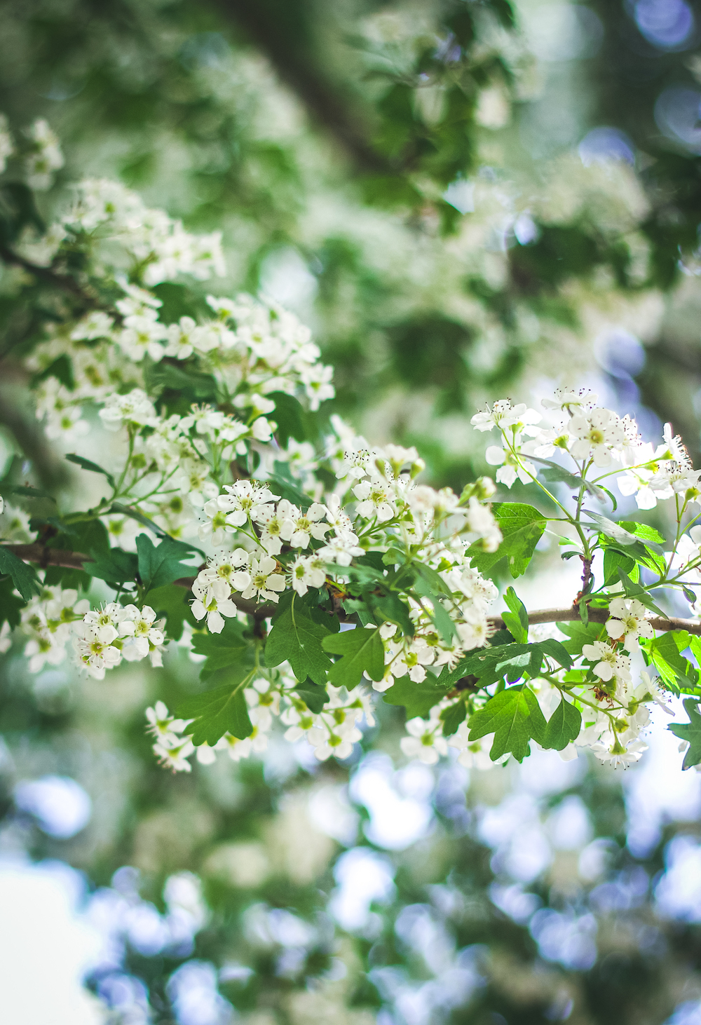 Hawthorn Materia Medica: Hawthorn/Crataegus Berry, Leaf and Flower