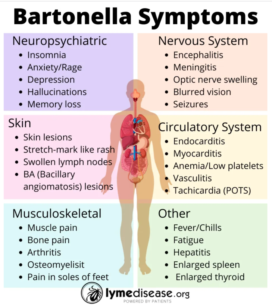 bartonella symptoms