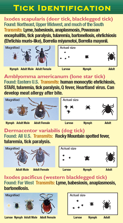 tick identification card and the diseases they carry 