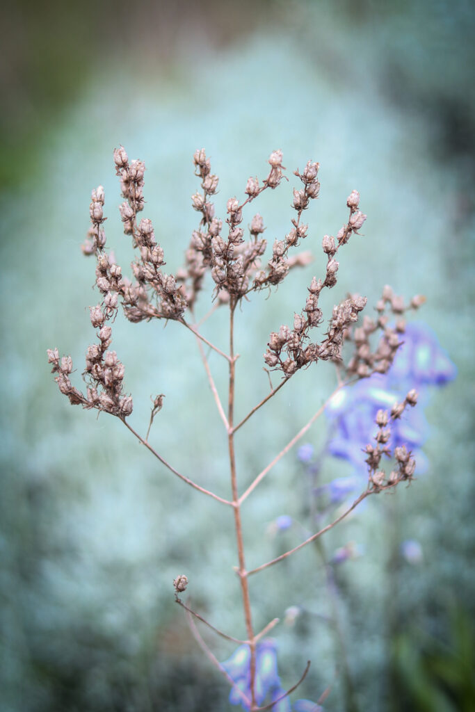dried brown stalk of st johns wort plant against a blurred aqua background