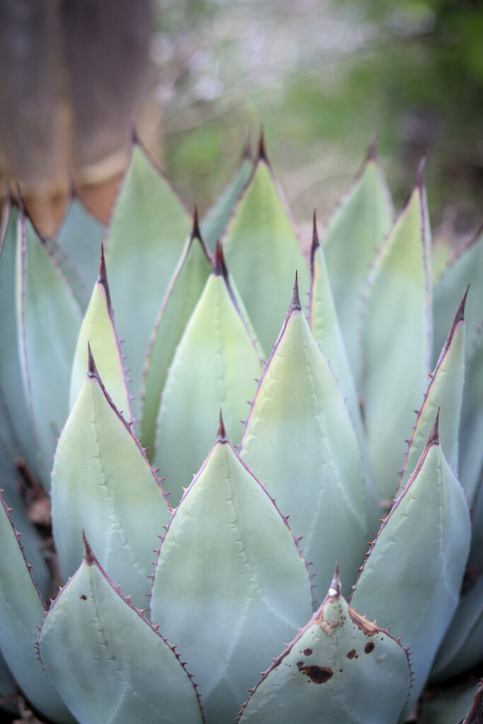 close up of agave plant with spikes