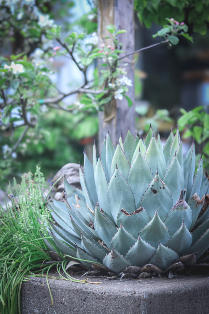 blue green agave plant growing next to a cement wall