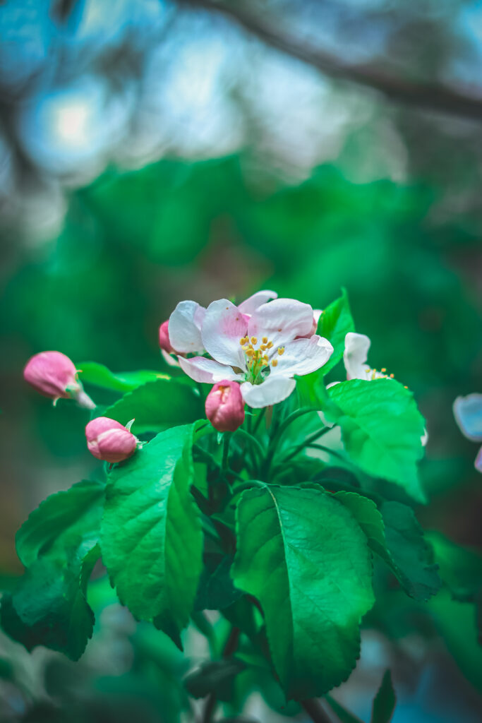 apple blossom