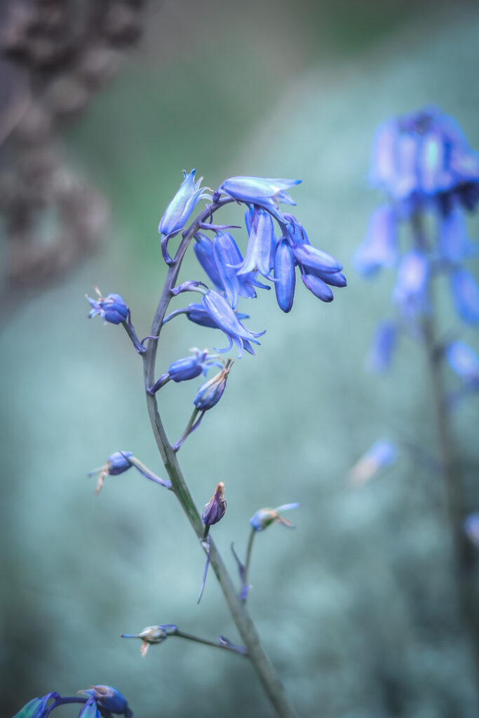 bluebell flowering tops against a blueish grey background