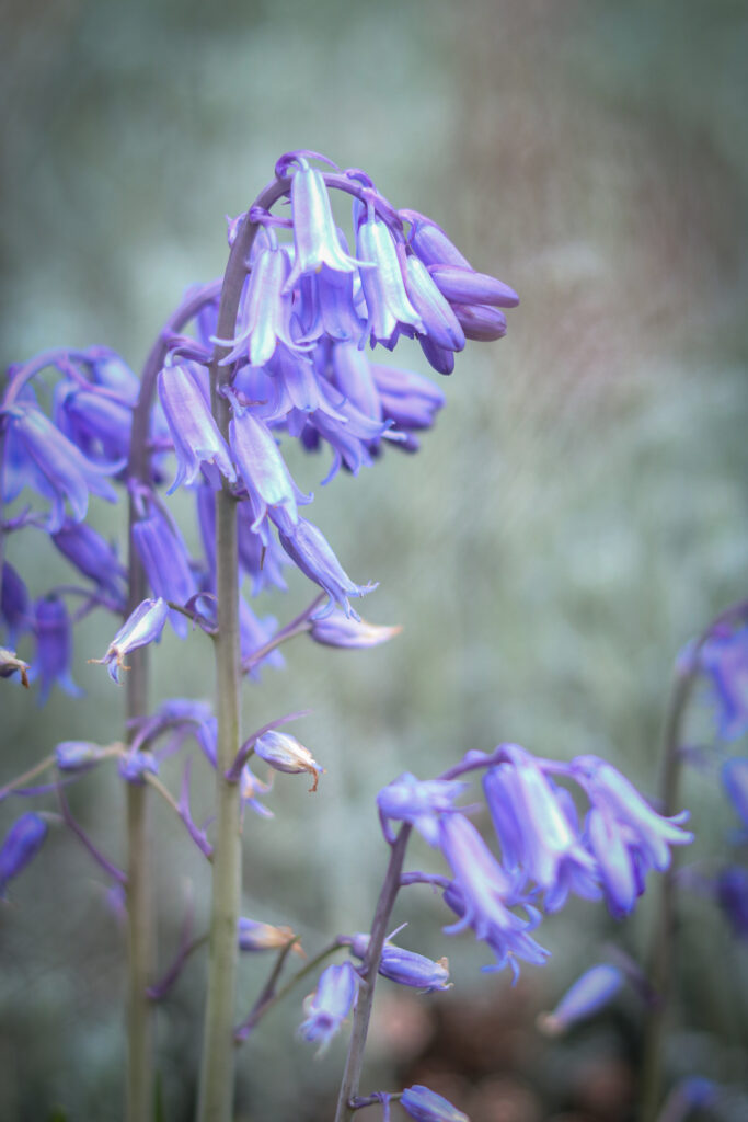 bluebell flowers