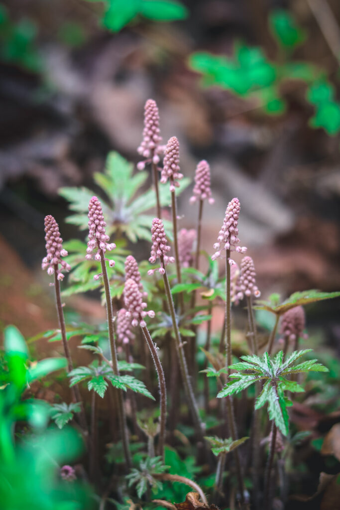 pink flowering tops of a diminutive little plant in the shade