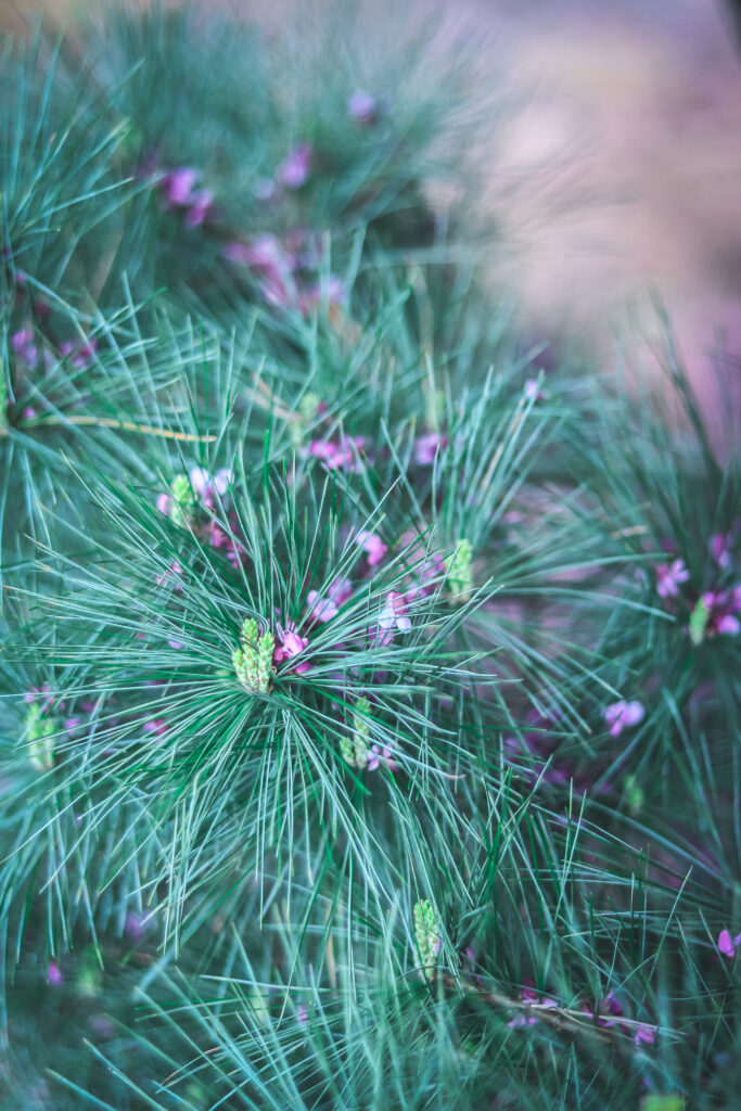 long pine needles with purple flowers stuck in them