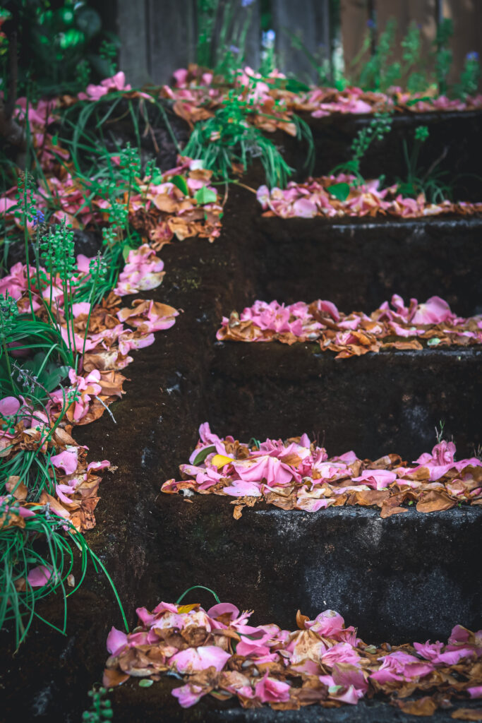 moss covered stairs with camellia flowers fallen on them
