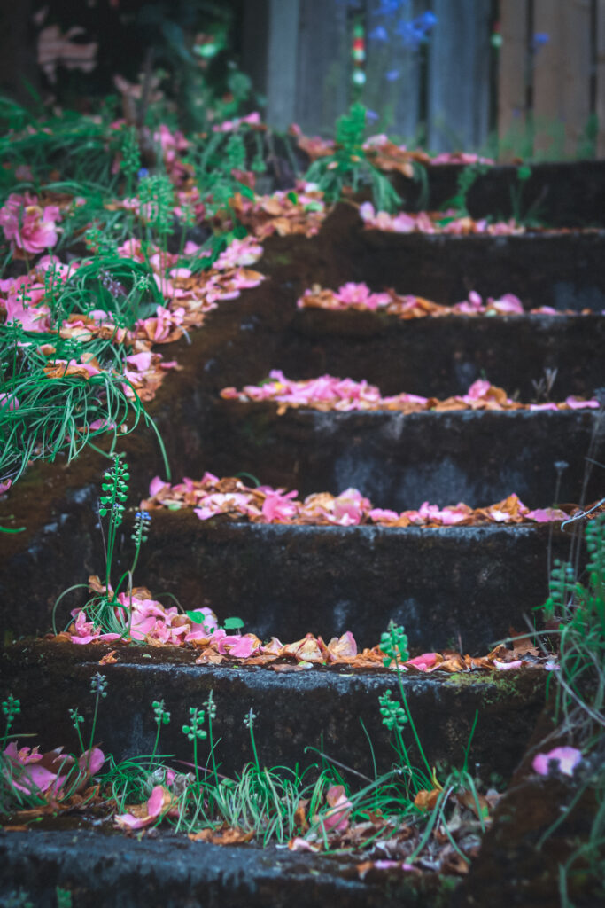 moss covered stairs with pink camellia flowers on them