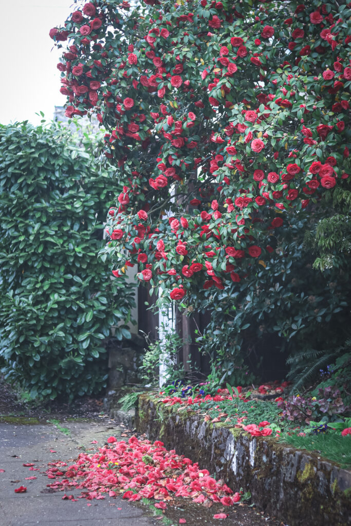 red camellia flowers on a large shrub falling to the ground